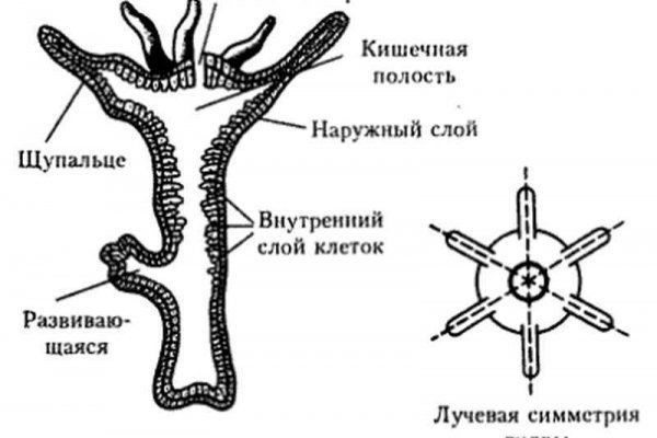 Кракен шоп нарк